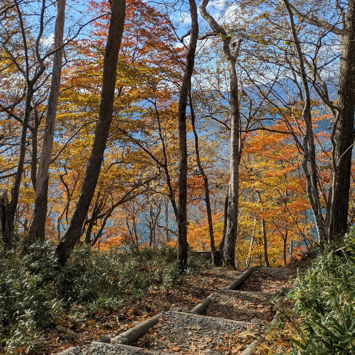 かなり遅めの紅葉ドライブ🍁