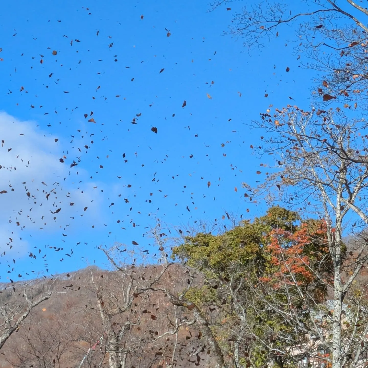 かなり遅めの紅葉ドライブ🍁
