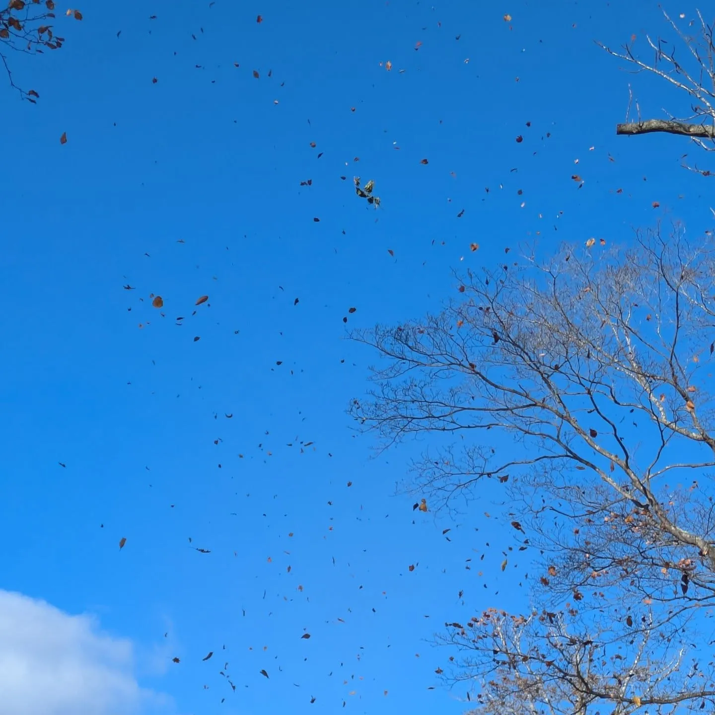 かなり遅めの紅葉ドライブ🍁
