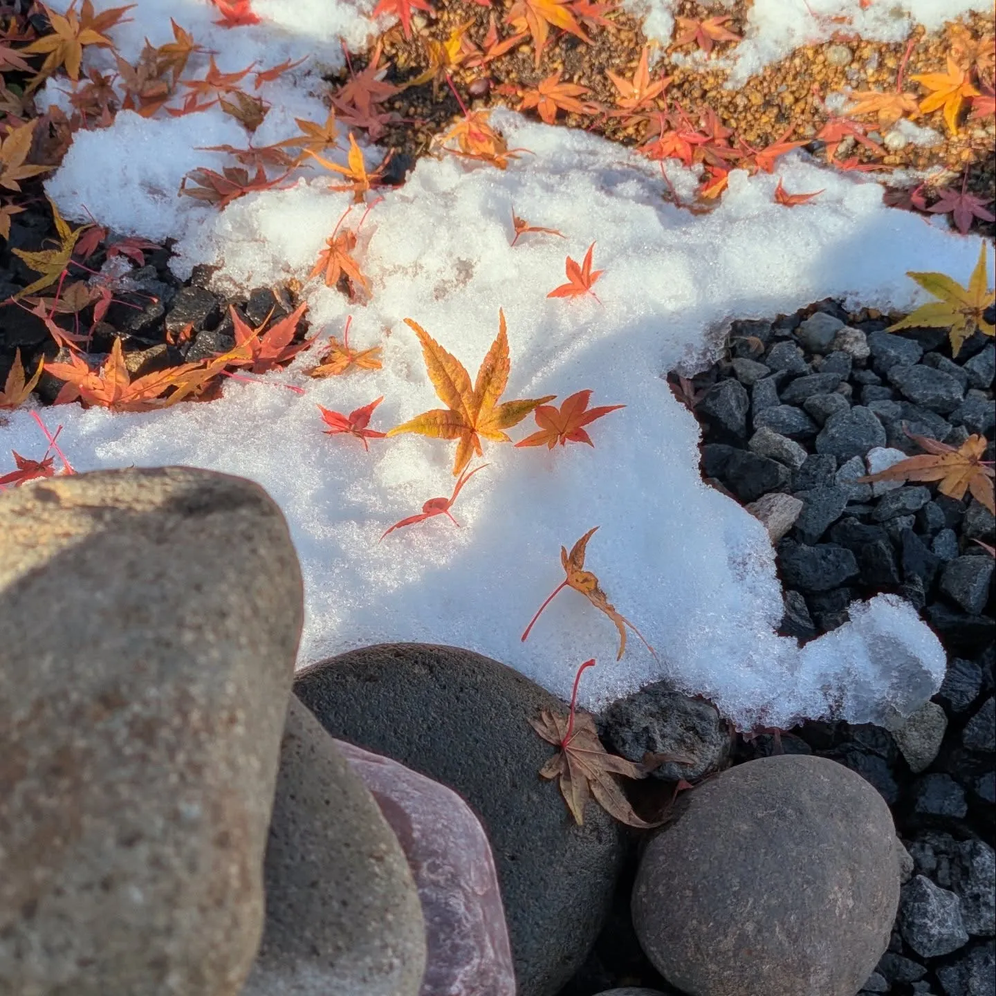 朝起きたらこんもりと雪積もってて驚きましたが