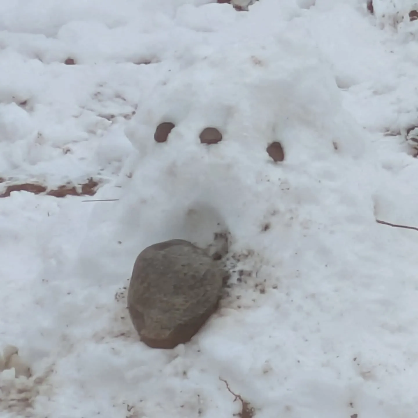 朝起きたらこんもりと雪積もってて驚きましたが