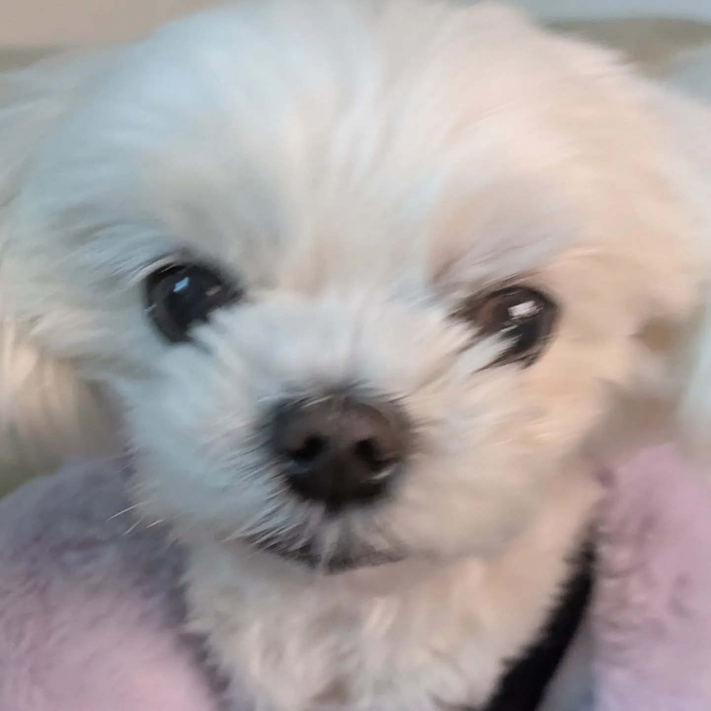 朝起きたらこんもりと雪積もってて驚きましたが