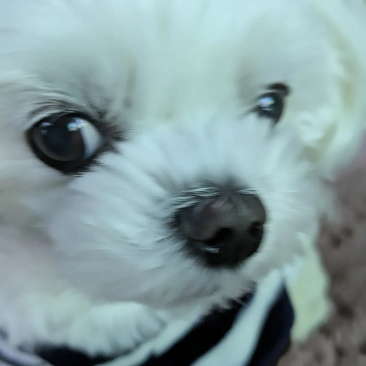 朝起きたらこんもりと雪積もってて驚きましたが