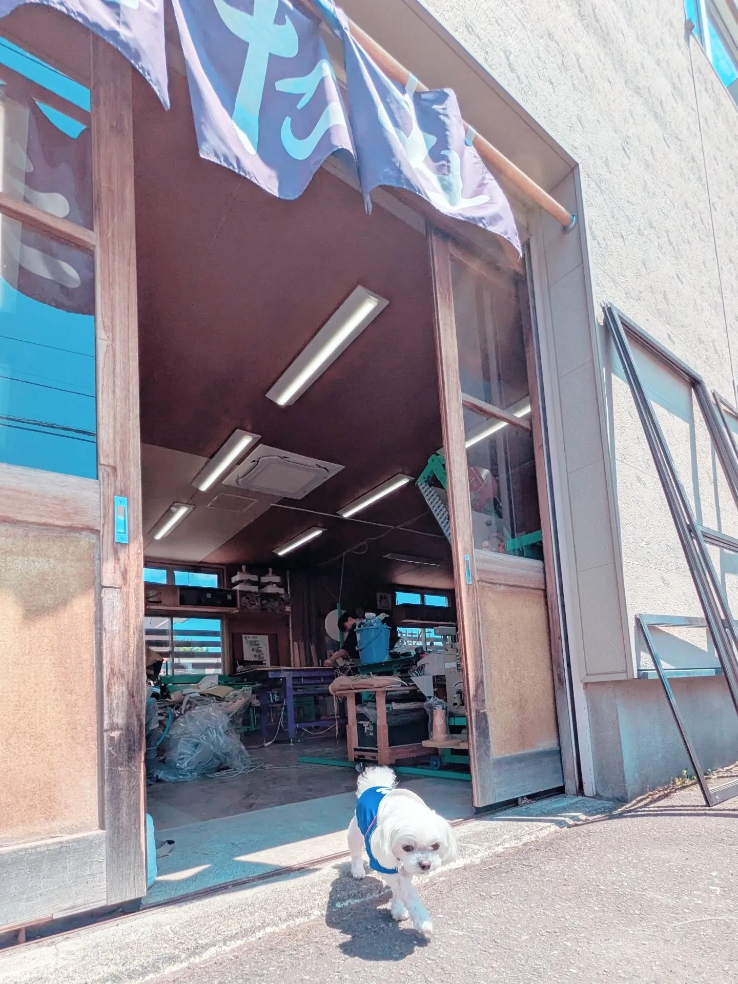 看板犬くっくんです🐶