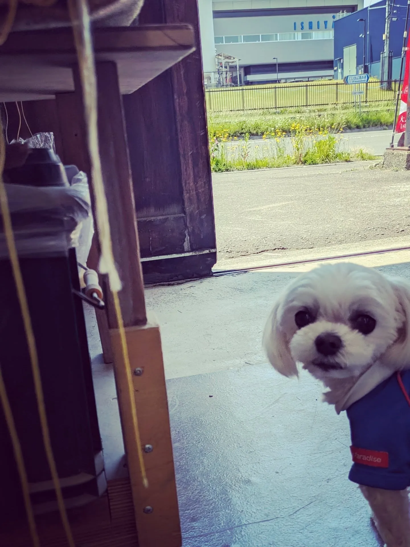 看板犬くっくんです🐶
