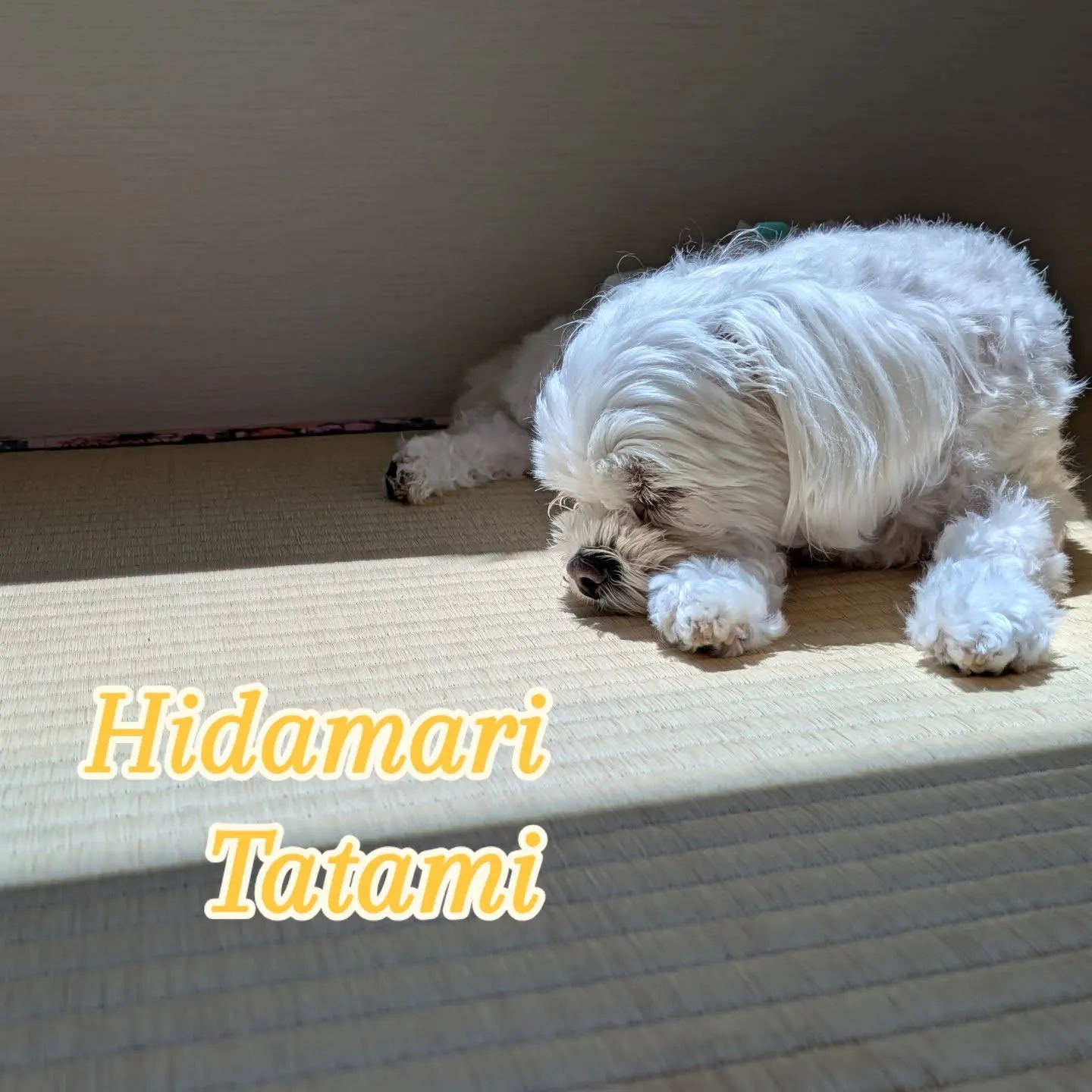 ✾陽だまりと畳✾