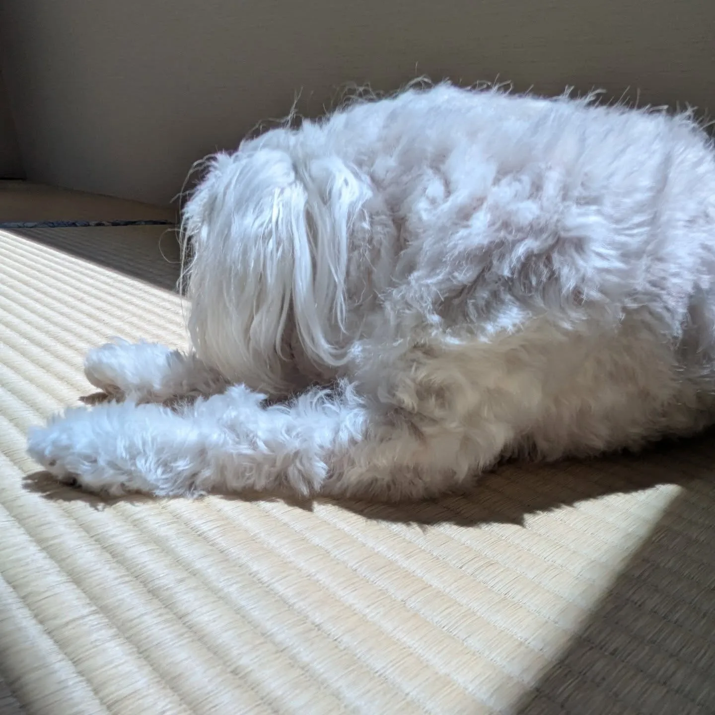 ✾陽だまりと畳✾